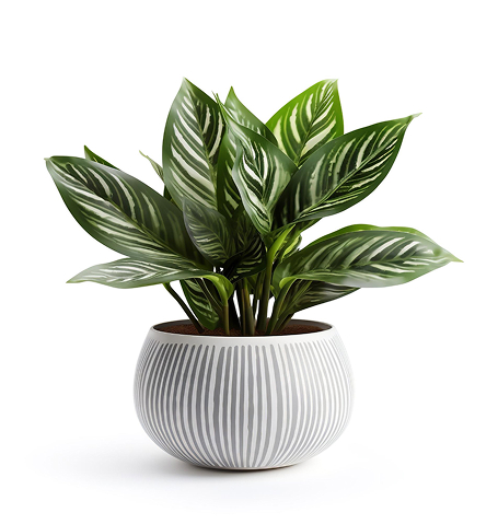 Accueil dessert bloom