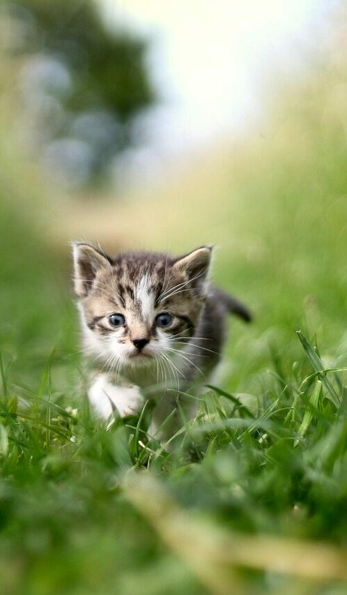 cat, grass, green, nature, pet, animal, beast, chat, chien, cheval