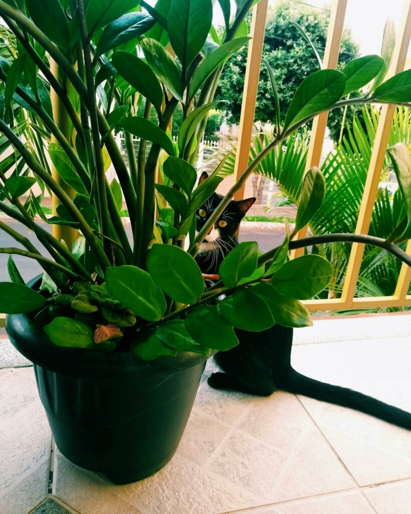 Black cat peeking through a vibrant green houseplant on a sunny patio.